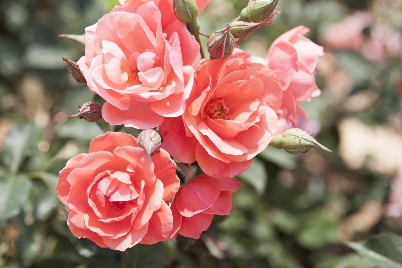 The Knock Out® Family of Roses 'The Coral Knock Out® Rose' Live Shrub in 2-Gallon Grower Pot