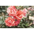 thumbnail image 5 of Knockout 2gal Coral Rose Live Shrub Plant Sun, 5 of 8