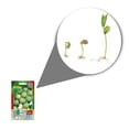 thumbnail image 2 of Semillas Tomate Verde Vita, 2 of 5