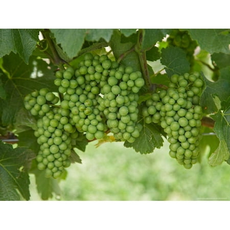 Pinot Noir Grapes, Domain Road Vineyard, Bannockburn, Central Otago, South Island, New Zealand Print Wall Art By David (Best New Zealand Pinot Noir Under $30)