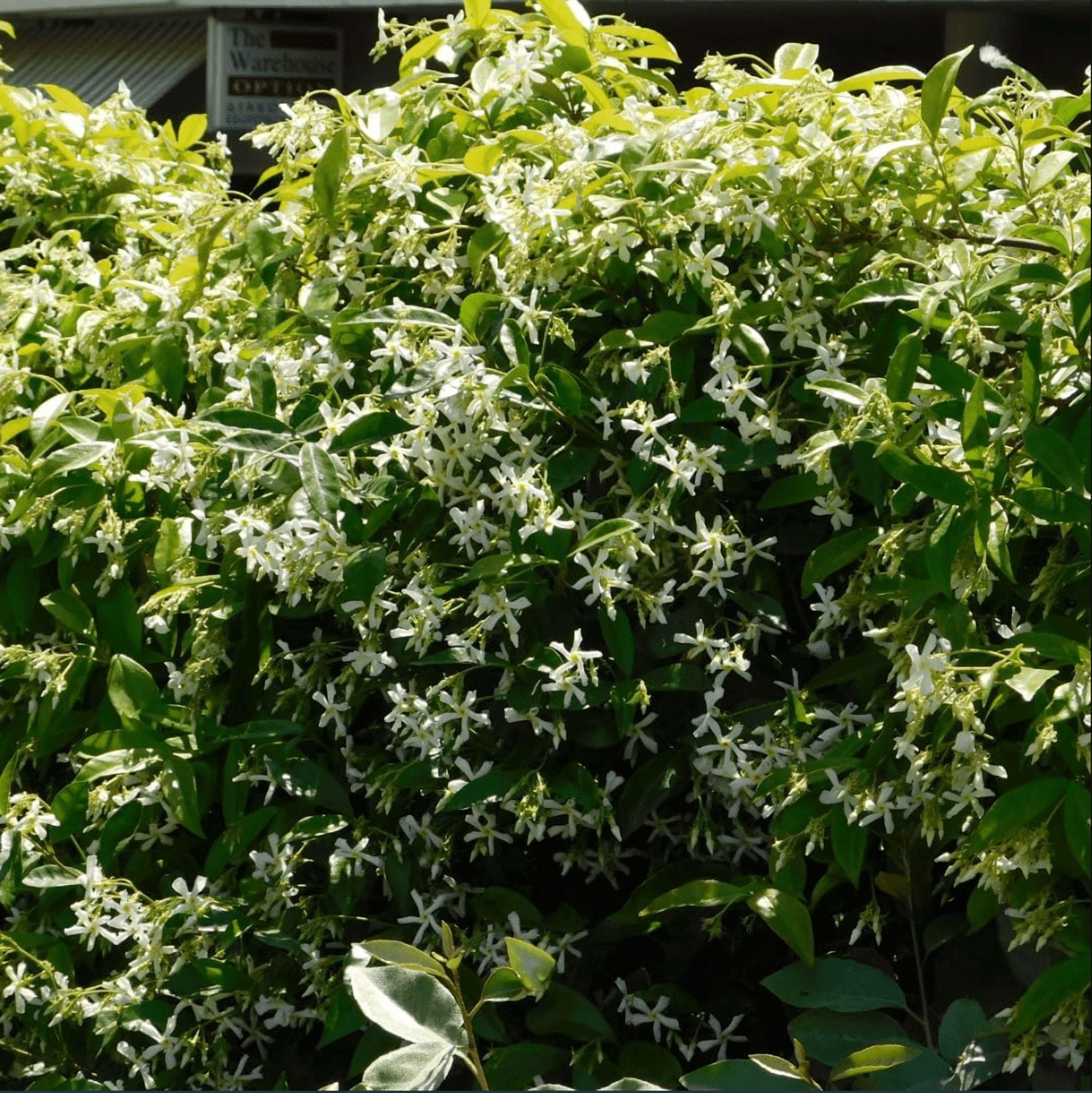 Confederate Star Jasmine Plant Live for Planting, Fragrant White Jasmine Flowering Vine for Indoor Outdoor Growing, 4-6 Inch Tall