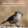 Pennington Select Safflower Seed, Wild Bird Feed and Seed, 7 lb. Bag, 1