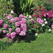 Mixed Colorful Peonies - 4 Roots - Red, Pink, White Peony Flowers-Attracts Butterflies, Bees & Hummingbirds - Sun and Shade Friendly-Spring Garden Perennial