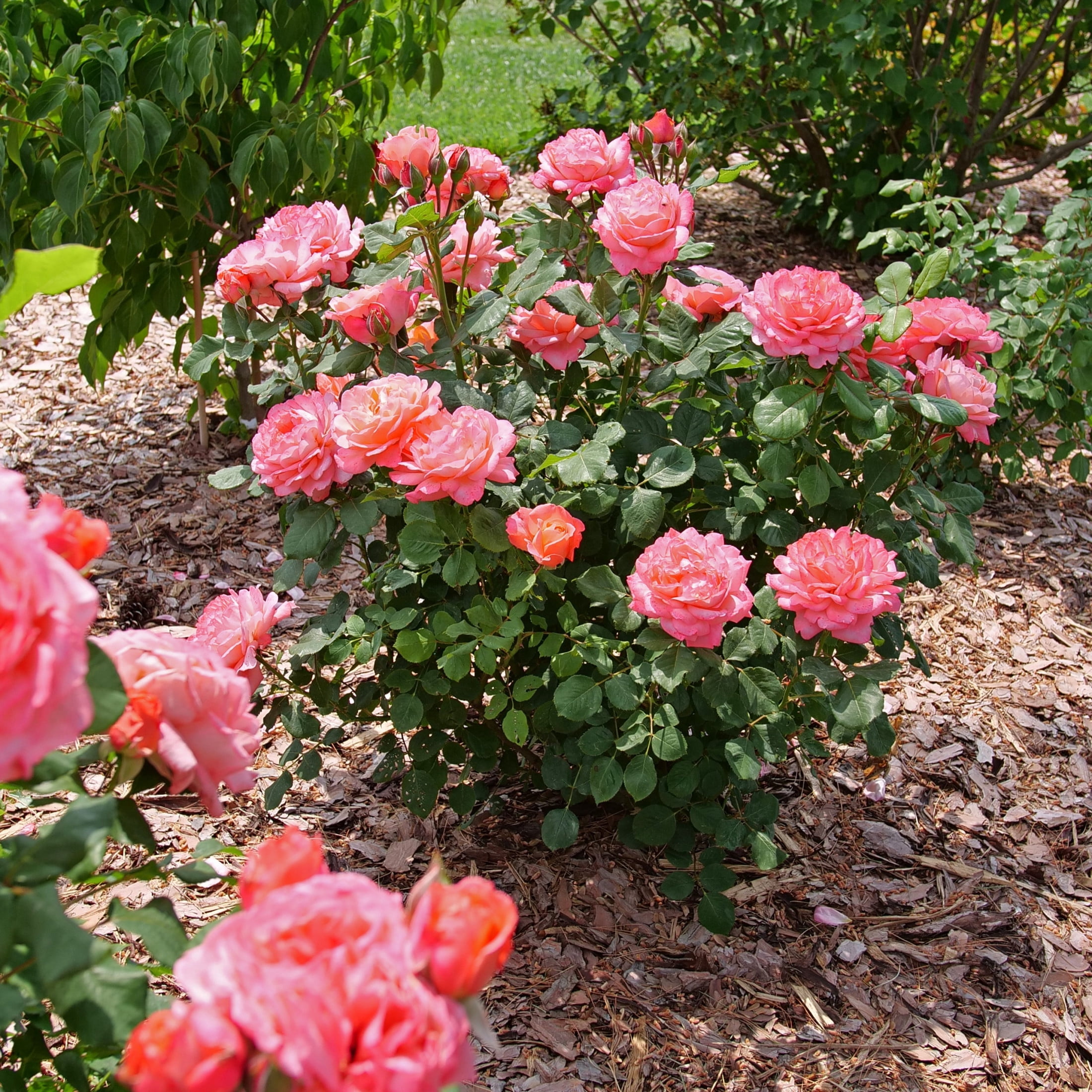 Proven Winners ColorChoice 6" Pink Reminiscent Coral Rose Live Plant in 7.5" Pot