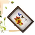 thumbnail image 6 of USHOBE Entomology Pinning Box Assorted Color 1Set 12.2X8.7X1.6In, 6 of 8