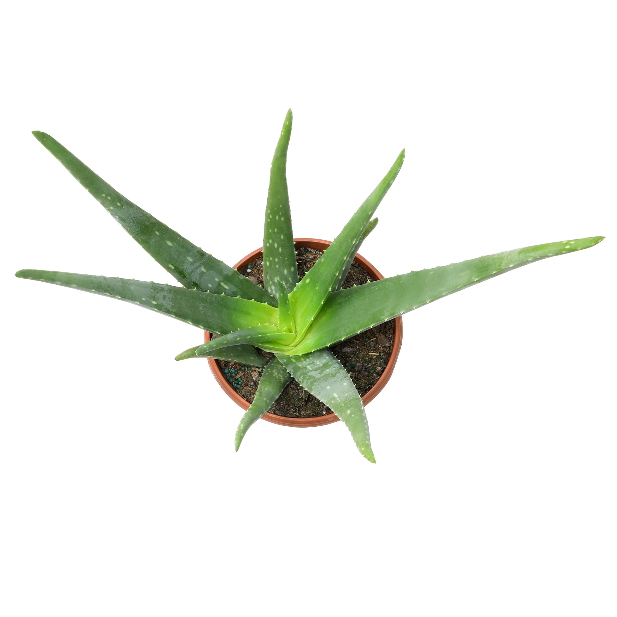 Altman Plants 15" Live Aloe Vera Plant in 6" Decor Planter, Easy Care Real Succulent Gift
