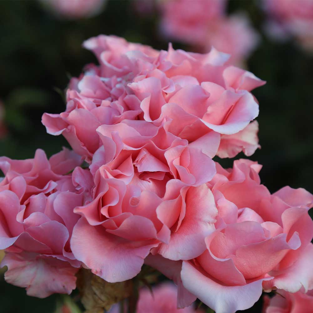 Heirloom Roses Pink Rose Plant - Paris de Yves St. Laurent ™ Hybrid Tea Rose Plant - image 5 of 8
