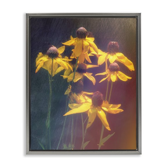 Stupell Industries Farmhouse Black-Eyed Susan Photography Gray Floating Frame Canvas Art, 25 x 31, by Daniel Sproul