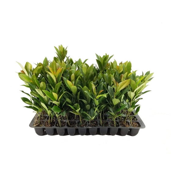 Japanese Blueberry 10 Live Trees Elaeocarpus Decipiens Evergreen Privacy Screening Plant