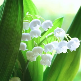 Spanish Bluebells Flower Bulbs for Planting - Weeping Bell Shaped Flowers -  Great for Container or Garden (10 Bulbs) - Walmart.com