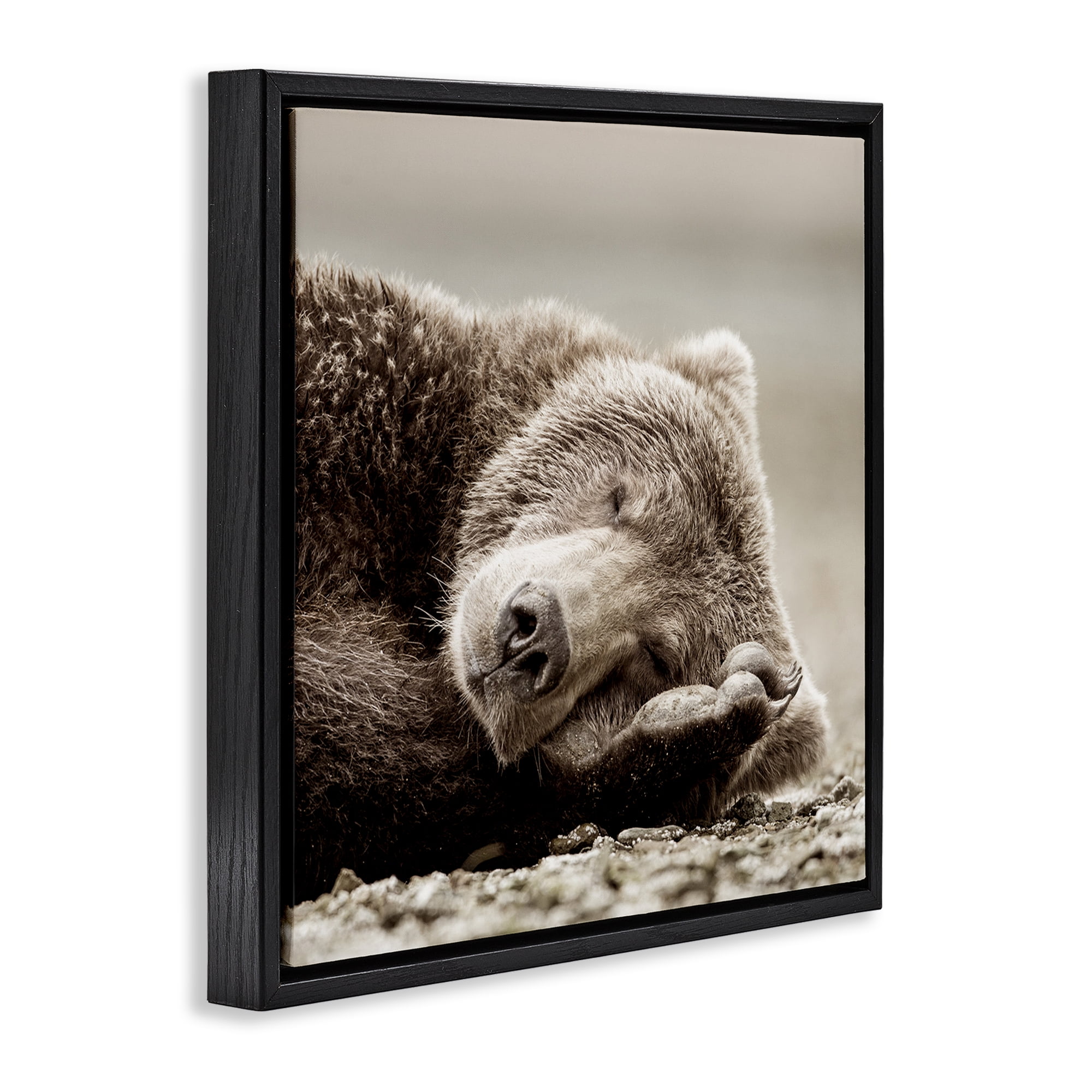 Stupell Industries Cozy Sleeping Bear Animals & Insects Photography Black Floater Framed Canvas Art Print Wall Art, 18 x 18