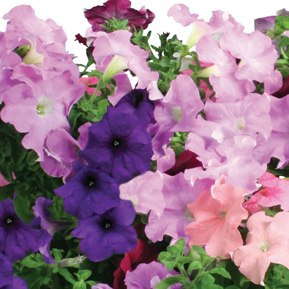 MiracleGro AeroGarden Cascading Petunias 3Pod Seed Pod Kit Walmart