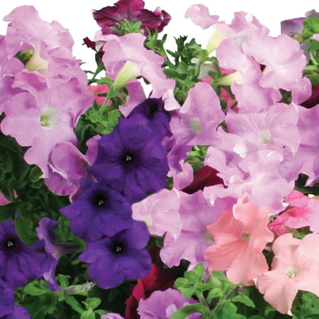 Miracle-Gro AeroGarden Cascading Petunias 3-Pod Seed Pod Kit