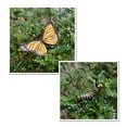 thumbnail image 4 of Simulation Insect Plastic Animal Early Growth Preschool Model Miniature Educational Props Cognition Toy for Children, 4 of 9