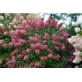 thumbnail image 5 of Fire Light® Panicle Hydrangea, 5 of 5