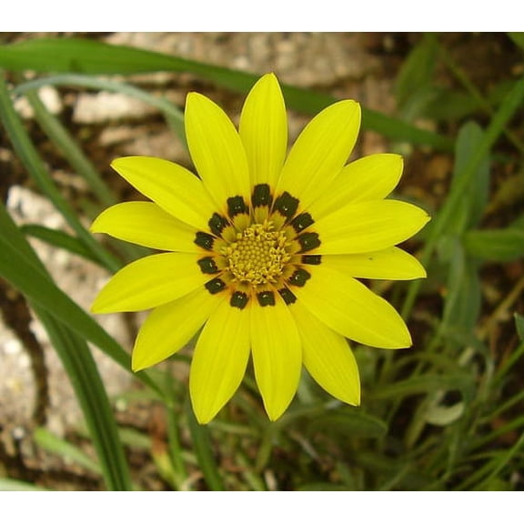 Colorado Gold® Gazania -Quart Pot - Perennial
