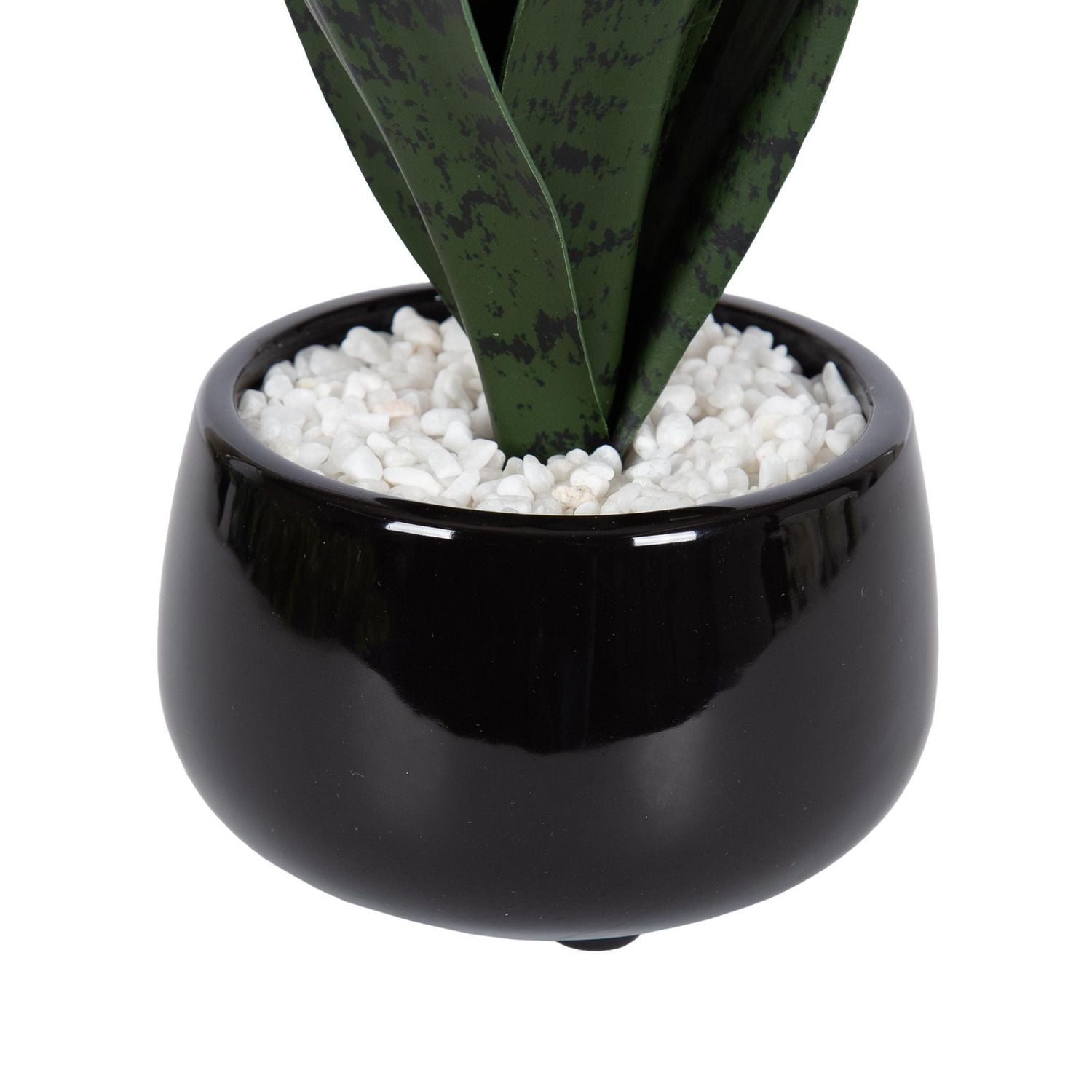 Kotera Snake Plant in Ceramic Pot