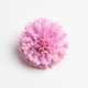 thumbnail image 4 of Conjunto Piezas de Decoración de Artificiales, álbum de fotografía, , Creativo, Bricolaje púrpura rosado Colco Crisantemo falso, 4 of 8