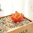thumbnail image 2 of Coofit Artificial Succulent Lifelike Faux Succulent Plant Unpotted Succulent for Home, 2 of 10