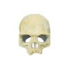 DXSSXC Skull Aquarium Ornament, Reptile Hideout Terrarium Decor Shelter Cave for Turtle Lizards Geckos Snake Safe Rest House PVC 3 Colors