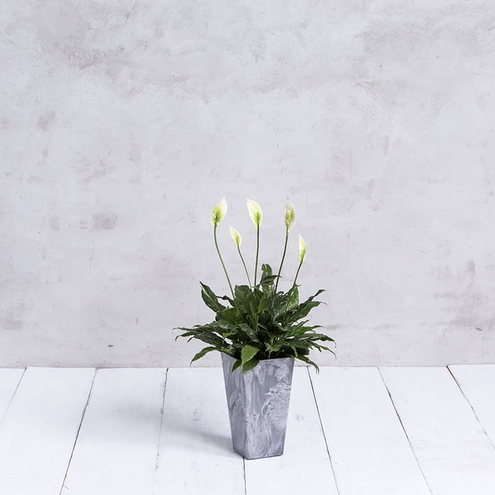 Root & Vessel Ella Tall Planter, Gray, 10"