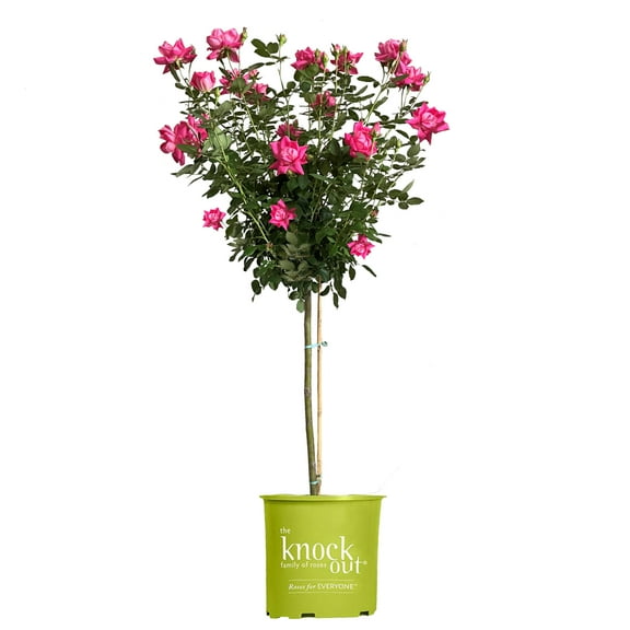 The Knock Out® Family of Roses 'The Pink Double Knock Out® Rose' Live Tree in 3-Gallon Grower Pot