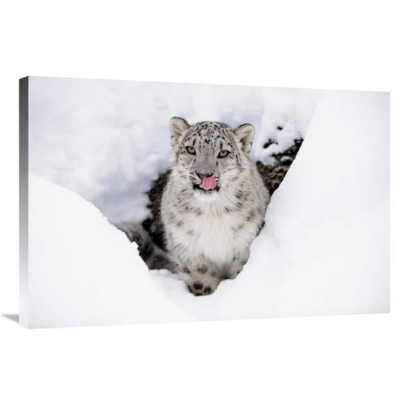 24 x 36 in. Snow Leopard Adult Portrait in Snow Art Print - Tim Fitzharris