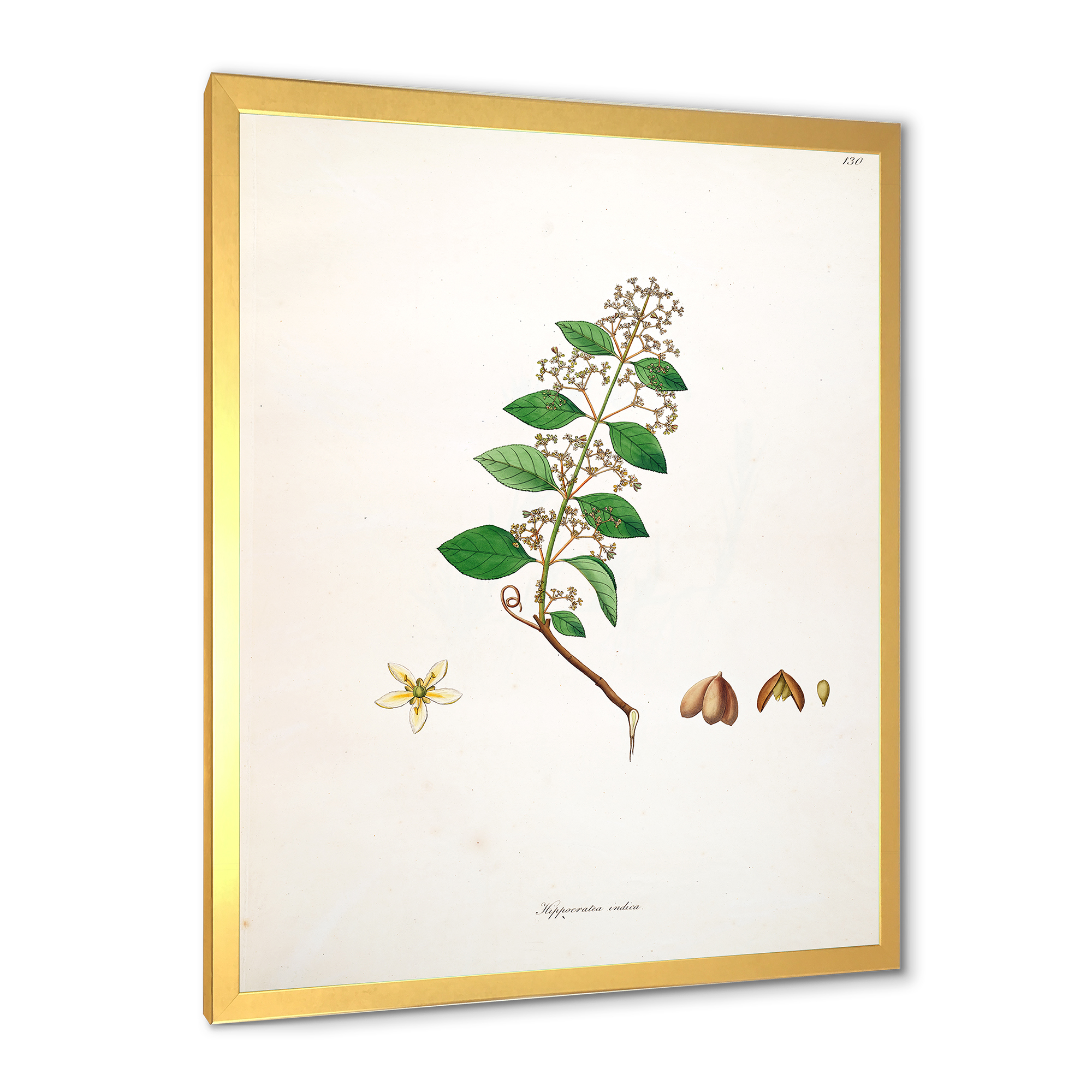 Designart 'Ancient Botanicals I' Farmhouse Framed Art Print