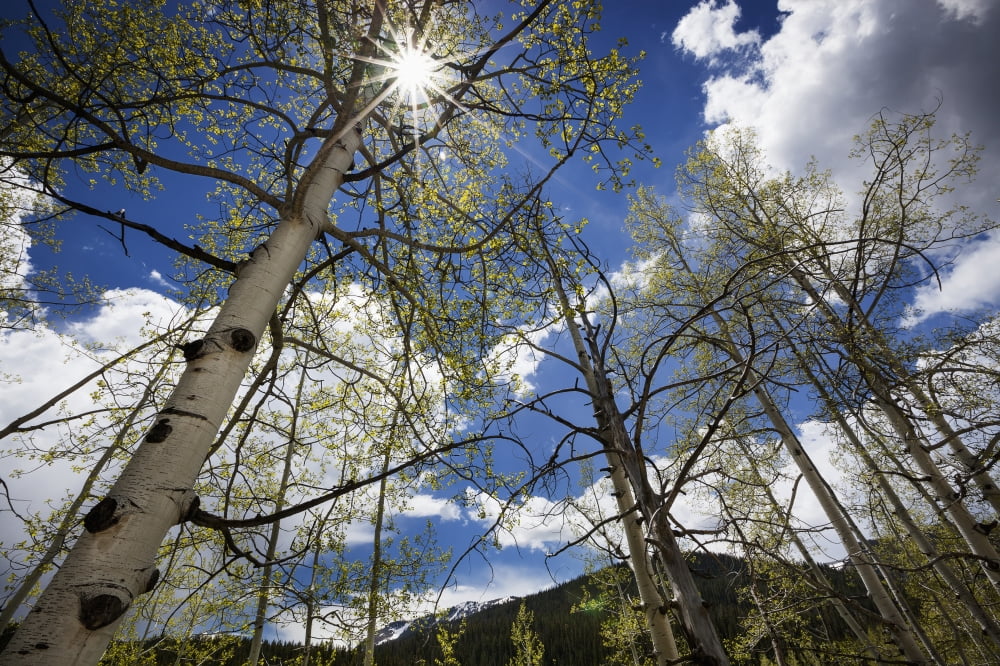 View up through aspen trees with the sun streaming through the upper branches blue skies and white clouds in the background and mountains in the distance Colorado United States of America Canvas Art -