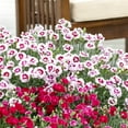 thumbnail image 4 of Better Homes & Gardens 2QT Multicolor Dianthus Pretty Poppers Kiss and Tell Live Perennial Plant Sun, 4 of 7