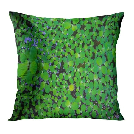 ECCOT Green Abstract Pistia Water Cabbage and Duck Weed Floating on Small Aquatic Plant Growing Faster Beauty Pillowcase Pillow Cover Cushion Case 20x20