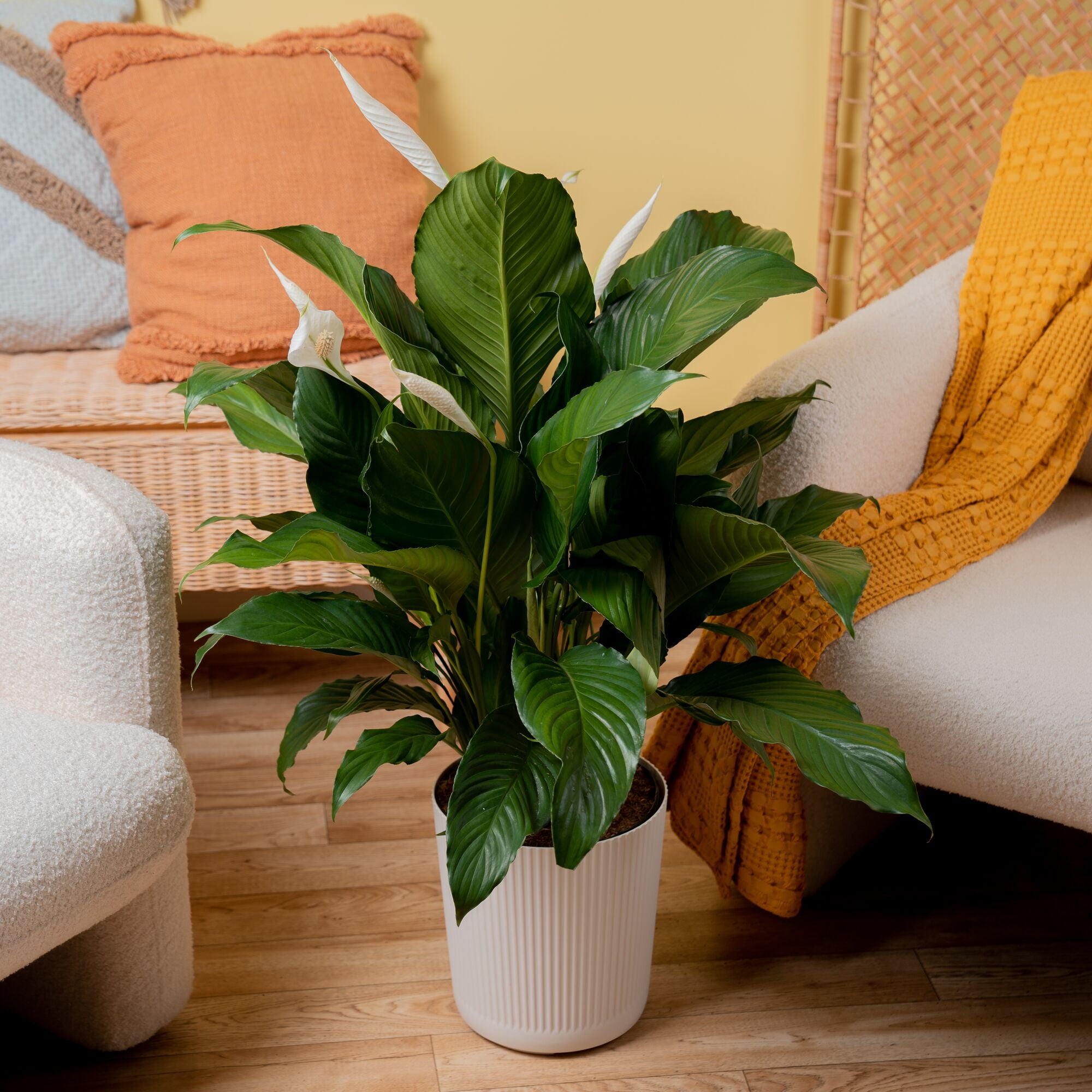 buy black pineapple plant Faux Plant with Black Pineapple Planter  Trinkets and Treasures