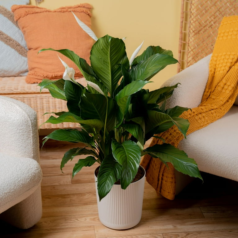 Costa Farms 12-18" Tall Spath, Peace Lily, Bright Indirect Sunlight, Indoor Live House Plants