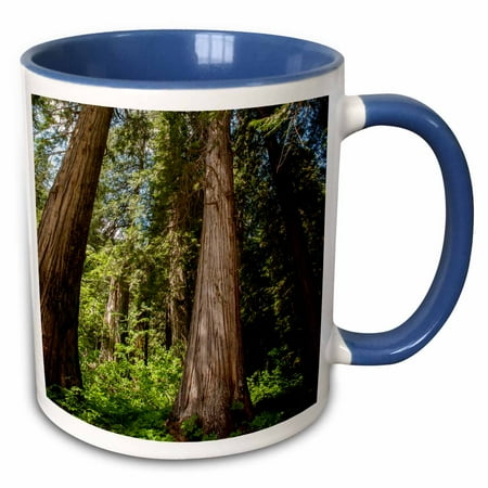- 3dRose Western Red Cedar Trees, Ross Cedar Grove near Libby, Montana - Two Tone Blue Mug, 11-ounce
