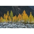thumbnail image 2 of Majchrowicz, Alan 24x17 White Modern Wood Framed Museum Art Print Titled - Alpine Larches North Cascades, 2 of 4