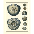 thumbnail image 2 of Vision Studio 12x14 Black Ornate Wood Framed with Double Matting Museum Art Print Titled - Antique Blue Sanddollar, 2 of 4