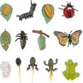 thumbnail image 1 of 3 Sets Plastic Life Cycle Toys Ladybug Growing Kit Frog Life Cycle Butterfly Life Cycle Ki, 1 of 5