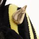 thumbnail image 4 of Casa para dormir, nido de hurón, conejillo de , , hámster, ardilla, Yuyangstore Pet Hamster Bed House Cave, 4 of 8