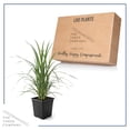 thumbnail image 5 of Live Pink Pampas Grass (Cortaderia selloana) - Showy Perennial Accent Plant - 12" Tall by 6" Wide in 1.5 Qt Pot, 5 of 6
