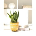 thumbnail image 5 of Snake Plant Sansevieria Laurentii (6"+ Terracotta Pot) - Air-purifying Houseplant for Home and Office Decoration, 5 of 5