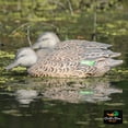 thumbnail image 4 of Greenhead Gear Pro-Grade Duck Decoy,Green-Winged Teal/Early Season Hen Pack,1/2, 4 of 4