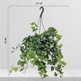 thumbnail image 4 of Live English Ivy, Hedera Helix, Ivy Houseplant, Trailing Indoor Plant, Sympathy Gift, Hanging Plant, Live Home Decor, Plant Lover Gift in 8" Hanging Basket, 4 of 5