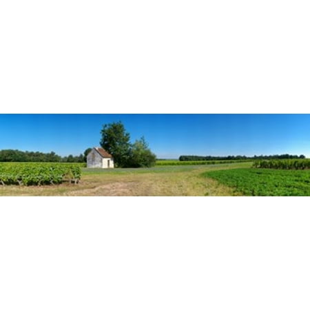 - Sauvignon Blanc vineyard Pouille Loire-Et-Cher Loire Valley France Stretched Canvas - Panoramic Images (21 x 6)