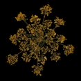 thumbnail image 3 of 6 Piezas Secas Prensadas, Adornos De Zanahoria Real Para Adornos De Bricoje, Fabricación , Fabricación De Amarillo Gloria Flores secadas prensadas naturales, 3 of 9