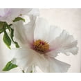 thumbnail image 2 of Van Swearingen, Debra 18x15 Gold Ornate Wood Framed with Double Matting Museum Art Print Titled - Translucent Peony VI, 2 of 4