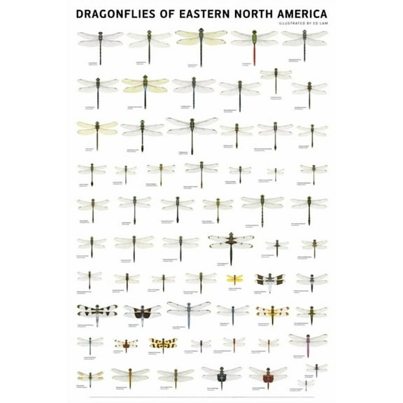 Dragonflies of Eastern North America, (Hardcover)
