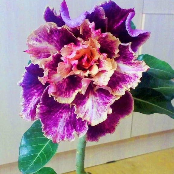Desert Rose, Low Maintenance - Easy Grow - Ideal for Beds Borders, Plant Pots & Planters