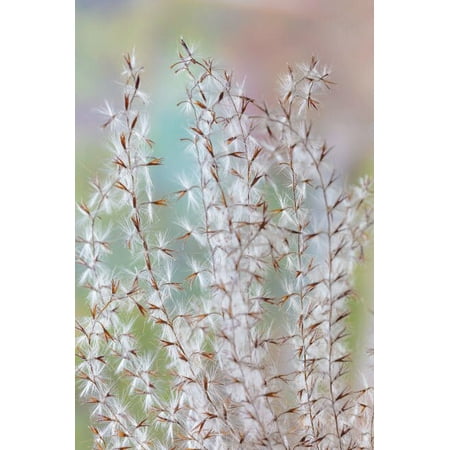 USA, Washington State, Seabeck. Seed head of Miscanthus sinensis grass. Credit as: Don Paulson / Jaynes Gallery /  Poster Print by Jaynes