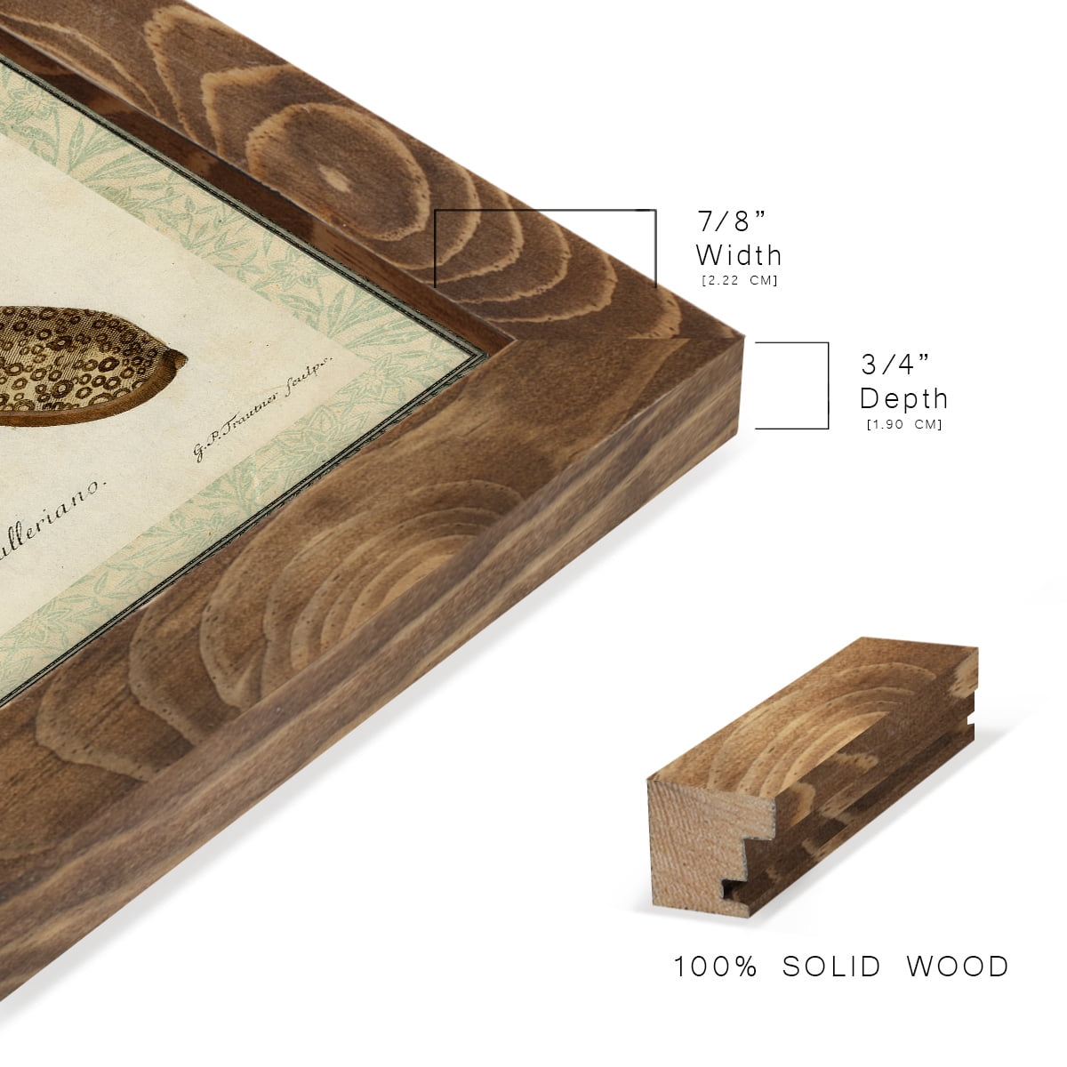 Bookplate Shells II - Framed Print w/glass - Walnut