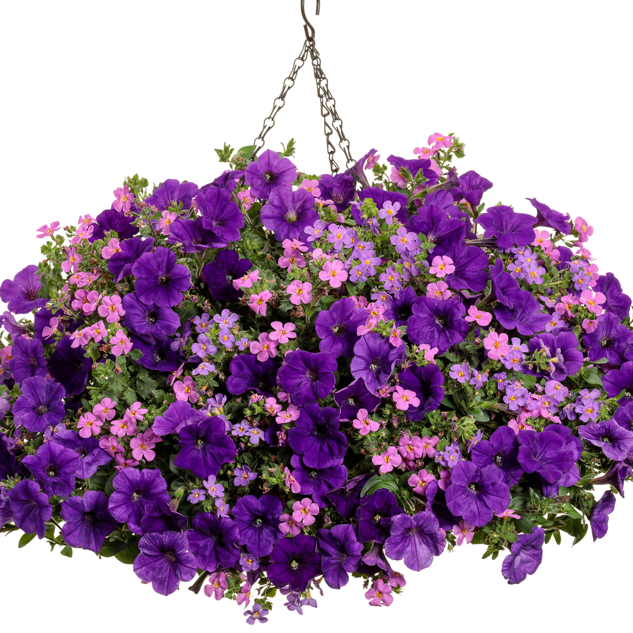 Proven Winners 4" Pink Snowstorm Rose Bacopa Live Plant in 4.25" Pot (4 Count)